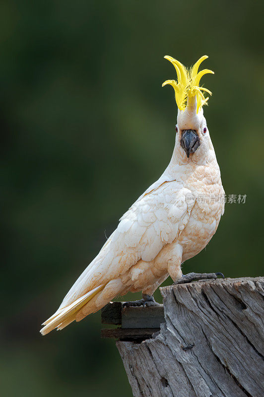 硫磺凤头鹦鹉(Cacatua galerita)